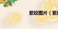 紫紋圖片(紫紋)
