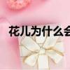 花兒為什么會開猜生肖（花兒為什么會開）