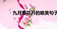 九月菊花開的唯美句子(九月菊)