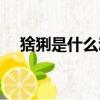 猞猁是什么動物圖片（猞猁是什么動物）