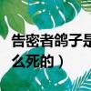告密者鴿子是好人還是壞人（告密者鴿子是怎么死的）