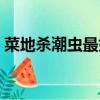 菜地殺潮蟲最好的偏方（殺潮蟲最好的偏方）