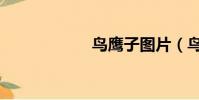 鳥鷹子圖片(鳥鷹)