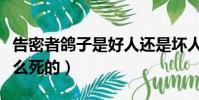 告密者鴿子是好人還是壞人(告密者鴿子是怎么死的)