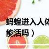 螞蝗進入人體還能活嗎知乎（螞蝗進入人體還能活嗎）