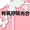 有氧呼吸光合作用過程圖（光合作用過程圖）