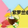 紫羅蘭永恒花園（紫羅蘭的花語）