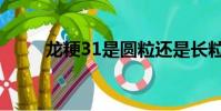 龍粳31是圓粒還是長粒(龍粳31)