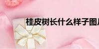 桂皮樹長什么樣子圖片(桂皮)