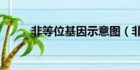 非等位基因示意圖(非等位基因)