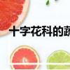 十字花科的蔬菜和水果有哪些（十字花科）