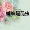 蜘蛛是昆蟲嗎還是動物（蜘蛛是昆蟲嗎）