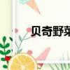 貝奇野菜汁有營養嗎（貝奇野菜）