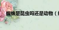 蜘蛛是昆蟲嗎還是動物(蜘蛛是昆蟲嗎)