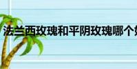 法蘭西玫瑰和平陰玫瑰哪個好(法蘭西玫瑰)