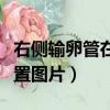 右側輸卵管在哪個位置圖片（輸卵管在哪個位置圖片）