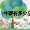 牛鞭有多少厘米長（牛鞭有多長多大圖片）
