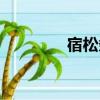 宿松條子介紹（宿松條子）