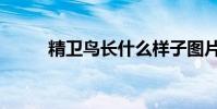 精衛鳥長什么樣子圖片(精衛鳥)