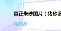 真正朱砂圖片(豬砂鑒定與估價)