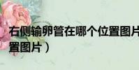 右側輸卵管在哪個位置圖片(輸卵管在哪個位置圖片)