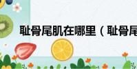 恥骨尾肌在哪里(恥骨尾骨肌位置圖)