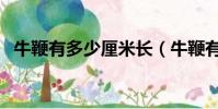 牛鞭有多少厘米長(牛鞭有多長多大圖片)