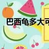 巴西龜多大可以生蛋（巴西龜多大能下蛋）