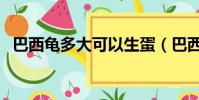 巴西龜多大可以生蛋(巴西龜多大能下蛋)