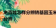 老百姓怎樣分辨轉基因玉米(轉基因玉米怎么分辨)