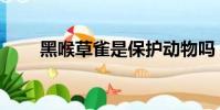 黑喉草雀是保護動物嗎(黑喉草雀)