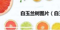 白玉蘭樹圖片(白玉蘭樹)