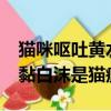 貓咪嘔吐黃水白色泡沫是貓瘟嗎?（貓吐黃水黏白沫是貓瘟）