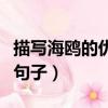 描寫海鷗的優美句子有哪些（描寫海鷗的優美句子）