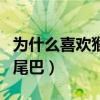 為什么喜歡猴子的尾巴呢（為什么喜歡猴子的尾巴）