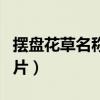 擺盤花草名稱及圖片欣賞（擺盤花草名稱及圖片）