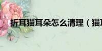 折耳貓耳朵怎么清理(貓耳朵怎么清理)