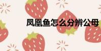鳳凰魚怎么分辨公母(鳳凰魚)