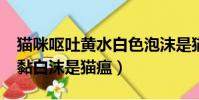 貓咪嘔吐黃水白色泡沫是貓瘟嗎?(貓吐黃水黏白沫是貓瘟)