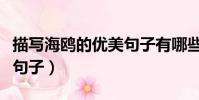 描寫海鷗的優美句子有哪些(描寫海鷗的優美句子)