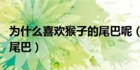 為什么喜歡猴子的尾巴呢(為什么喜歡猴子的尾巴)