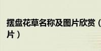 擺盤花草名稱及圖片欣賞(擺盤花草名稱及圖片)