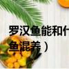 羅漢魚能和什么魚混養貼吧（羅漢魚能和什么魚混養）