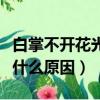 白掌不開花光長葉子是什么原因（白掌不開花什么原因）