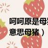 呵呵原是母豬護崽聲呵呵!(圖)（呵呵是什么意思母豬）