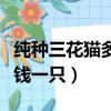 純種三花貓多少錢一只圖片（純種三花貓多少錢一只）