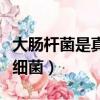大腸桿菌是真菌還是細菌（青霉菌是真菌還是細菌）
