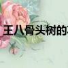王八骨頭樹的功效與作用（王八骨頭樹圖片）