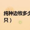 純種邊牧多少錢一只幼崽（純種邊牧多少錢一只）