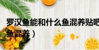 羅漢魚能和什么魚混養貼吧(羅漢魚能和什么魚混養)